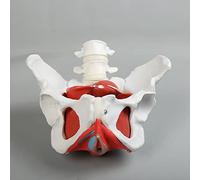 Modello del Fondo del Bacino Femminile Bacino E Perineummodell con Organi Rimovibili Modello del Muscolo del Fondo del Bacino 6 Parti per La Formazione Medica della Colonna Vertebrale Lombare