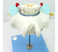 Modello del midollo spinale cervicale - Modello educativo di anatomia per esposizione didattica delle lezioni di scienze, modello di organo umano per un apprendimento avanzato