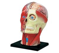 Modello del Nervo Muscolare della Testa Modello Anatomico della Testa Umana 4D Modello di Organo Staccabile per L'apprendimento della Struttura della Testa