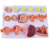 Modello del processo di fecondazione e sviluppo embrionale precoce, dimostrazione educativa dell'embrione tissutale del modello umano,strumento didattico for l'anatomia dell'utero e del feto
