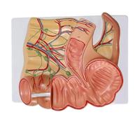 Modello del retto e dell'appendice umana, modello anatomico dell'organo dell'appendice ceca ingrandito con marchio digitale, dimostrazione del sistema digestivo for la formazione degli