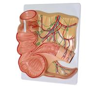 Modello del retto umano e dell'appendice, modello del cieco ingrandito, modelli anatomici intestinali con appendice, sistema digestivo anorettale, for la ricerca medica e l'esposizione
