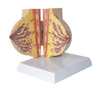 Modello del seno, modello del seno dell'allattamento con base, modello del seno modello anatomico patologico del seno delle donne che allattano per la comunicazione medico-paziente ausilio alla