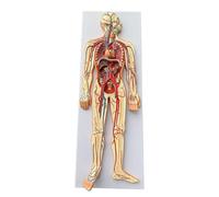 Modello del sistema circolatorio del sangue umano Modello dimostrativo didattico della vena arteriosa umana Modello anatomico medico umano for l'uso in laboratorio degli studenti di medicina