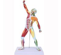 Modello del sistema muscolare, modello del sistema muscolare multicolore da 50 cm Modello di muscolo umano che mostra la struttura corporea dei muscoli umani Aiuto for l'insegnamento e la spiegazione
