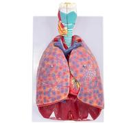 Modello del sistema respiratorio umano, anatomia a grandezza naturale della laringe, materiale PVC, organi rimovibili in 7 parti, 51 parti con segnaletica direzionale, per l'insegnamento medico.