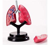 Modello del sistema respiratorio umano - for uso sanitario, didattico e di studio, parti staccabili for un facile apprendimento