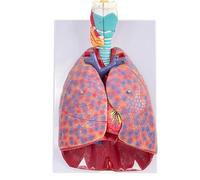 Modello del sistema respiratorio umano - Modello anatomico di laringe, cuore e polmoni con 7 organi rimovibili e 51 parti segnaletica direzionale per l'educazione allo studio medico