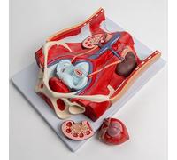 Modello del sistema urinario - Anatomia degli organi della parete addominale - Modello didattico dimostrativo del sistema urinario-riproduttivo