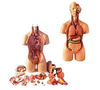 Modello del Torso Umano 23 PCS Rimovibile 4D-Vision Anatomia Umana Modello del Busto Struttura del, Modello Natomico 55 Cm di Organi Umani per L'educazione Insegnante