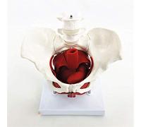 Modello del Torso Umano Modello pelvico Modello di Anatomia Pelvis Femmina con Muscoli del Pavimento pelvico 2 Vertebre lombari Rimovibili con Modello anatomico Dimensione della Vita di Base