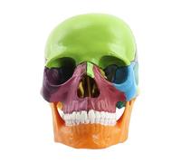 Modello Del Umano-teschio Per La Testa, Modello Di Teschi Per Esseri Vita In 15 Parti | Skull Di Anatomia Ominide, Cranium Caps Testa Modelli Anatomici Per L'educazione, Lo Studio E