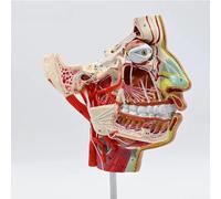 Modello Del Vascolare E Nervoso: Testa E Viso. Strumento Didattico Per Lo Studio Dell'anatomia. Modello Del Nervoso A