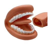 Modello della bocca - PVC 15x11x9.5cm | Strumento di insegnamento del dentista con design realistico, modello di insegnamento dentale leggero e portatile | Apprendimento in classe, dimostrazioni di de