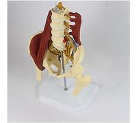 Modello della Colonna Lombare e del Bacino, Strumento didattico for Il Bacino, PVC di Alta qualità, for ortopedia, chirurgia, insegnamento clinico, ergonomia, educazione Fisica