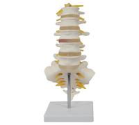 Modello della colonna vertebrale 5pcs/set con nervi attaccati simulazione in PVC Proporzionale Modello della colonna lombare Anatomia del corpo umano per l'insegnamento, lo studio, la ricerca del cor