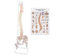 Modello della colonna vertebrale, 88,9 cm, modello di midollo spinale flessibile anatomico con vertebre, nervi, arterie, colonna lombare e bacino maschile con supporto per studio scientifico o educazione del paziente, chiropratici