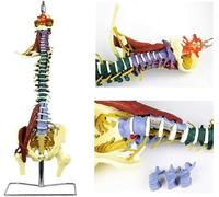 Modello della Colonna vertebrale, Anatomica Umana, Modello della Colonna vertebrale Umana colorato Modello della Colonna vertebrale Umana con Scheletro Flessibile colorato scientifico c