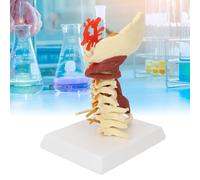 Modello della colonna vertebrale cervicale, anatomia della vertebra umana con nervi e muscoli, scala 1:1, materiale PVC resistente, alta precisione anatomica per dimostrazioni ospedaliere e educative