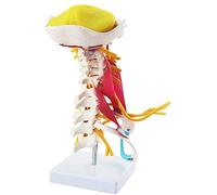 Modello della colonna vertebrale cervicale umana, anatomia del muscolo della colonna vertebrale cervicale e dei nervi, modello di osso della colonna vertebrale, scala 1: 1 per la ricerca medica
