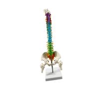 Modello della colonna vertebrale di scheletro umano per lo studio della