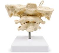 Modello della colonna vertebrale, modello anatomico delle ossa dell'occipite con articolazioni mobili Scheletro dell'atlante occipitale in PVC per visualizzazione educativa, bianco, colonna vertebral
