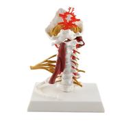 Modello della Colonna Vertebrale, Modello di Anatomia Umana Rimovibile dei Nervi Spinali Rimovibile di Insegnamento della Colonna Cervicale di Vertebre per la Presentazione dell'Insegnamento della