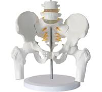Modello della Colonna vertebrale pelvica e Lombare Modello Medico anatomico osseo Modello anatomico Medico a grandezza Naturale per la visualizzazione dello Studio Modello Medico didattico