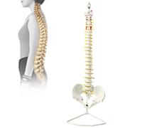 Modello della colonna vertebrale umana con disco intervertebrale, struttura ossea realistica, include osso ioide, ernia del disco, nervi, arterie e bacino per studenti di medicina