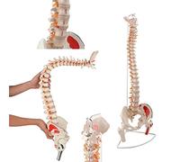 Modello della Colonna vertebrale Umana da 78 cm, midollo spinale Pieghevole spinale Flessibile con origini dei Muscoli Dipinti a Colori e Punti di inserzione, Teste erniate del Disco e del femore, Lo
