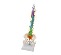 Modello della colonna vertebrale umana Modello anatomico pratico per