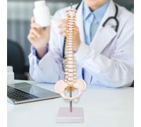 Modello della colonna vertebrale umano Modello del midollo spinale Modello