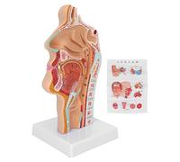 Modello della Gola della Cavità Nasale, Modello Anatomico della Gola della Cavità Orale Nasale Umana Per L'esposizione di Presentazione Dell'insegnamento Dell'aula di Scienze