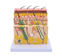 Modello Della Pelle Realistica 70x Modello Anatomico Allargato Con Ghiandole Sebacee/ghiandole Sudorili/terminazioni Nervose Per Le Lezioni Usano Modelli Anatomici Dei Nervi Del Corpo Umano