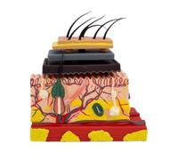 Modello Della Pelle Umana Facile Da Usare Per La Struttura Della Pelle Umana Anatomica Modello Modello Modello Di Anatomia Per Classi Modello Della Pelle Anatomica Umano Pelle Anatomica Ingrandita