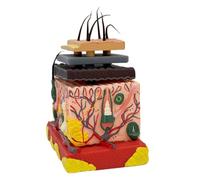 Modello della pelle umana Struttura facile da usare Anatomia anatomica dello strato dei capelli per i medici del tessuto ingrandito anatomico dell'aula