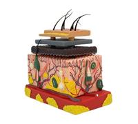 Modello della pelle umana Struttura facile da usare Anatomia anatomica dello strato dei capelli per i medici del tessuto ingrandito anatomico dell'aula