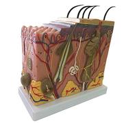Modello della struttura della pelle, modello anatomico ingrandito 50 volte-modello anatomico di pittura avanzata modello di ricerca scientifica visualizzazione-modalità studente della scuola medica sussidi didattici per la formazione dell'insegnamento medico