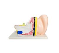 Modello della struttura dell'orecchio per l'esposizione dell'addestramento | Anatomia dell'orecchio umano Cutaway View con layout didattico codificato a colori e base in PVC per uso di spiegazione
