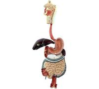Modello dell'apparato digerente umano per lo studio medico e l'insegnamento, esposizione a grandezza naturale della struttura per scopi educativi
