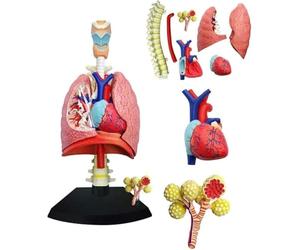 Modello dell'apparato respiratorio umano, polmone umano anatomico 4D, modello dell'apparato respiratorio del cuore e dei polmoni umani, 21 parti rimovibili, for esposizione didattica e studio medico.