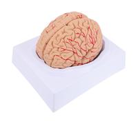 Modello Dell'arteria Cerebrale Anatomico Di Apprendimento Cervello