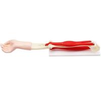 Modello dell'articolazione del Gomito con Muscoli, Replica dell'anatomia del Corpo Umano di Un Modello Muscolare Normale, Strumento didattico per Lo Studio e Come Supporto didattic