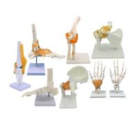 Modello dell'articolazione Umana 8PCS Modello di insegnamento Strumenti del Ginocchio Ginocchiera con Giuntura Giuntura da Giuntura Polso da Polso alla Caviglia Modello 1: 1 Modello di Scheletro