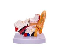 Modello dell'orecchio Umano, 1,5 Volte ingrandito PVC Stabile Modello anatomico dell'orecchio Umano Display Orecchie Interne Medie Esterne Modello anatomico dell'orecchio con Base