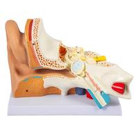 Modello dell'orecchio Umano ingrandito 5 Volte, Modello anatomico dell'orecchio in plastica del PVC, Anatomia dell'orecchio Umano Che Mostra l'orecchio Esterno, Medio, Interno con la Base