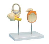 Modello dell'orecchio umano strumento di insegnamento medico orecchio umano modello anatomico interno per insegnamento scolastico strumento anatomico interno