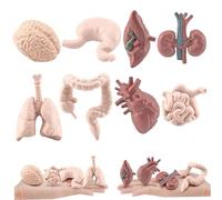 Modello dell'organo umano 8PC/set Modello del corpo umano simulato comprende cervello, fegato, stomaco e altro, anatomia realistica per l'educazione, anatomia di Halloween