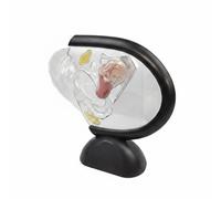 Modello Dell'utero'utero con Facile da Montare Modello Uterino Trasparente