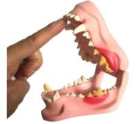 Modello Dentale Canino, Anatomia Del Corpo Animale, Replica Della Mascella Di Cane Con Patologie Comuni, Modello Dentale Canino For Studio Veterinario, Strumento Didattico, Sussidi Didattici